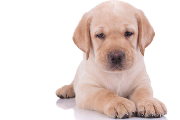 istock labrador retriever dog lying down and looking away pensive 1206894413