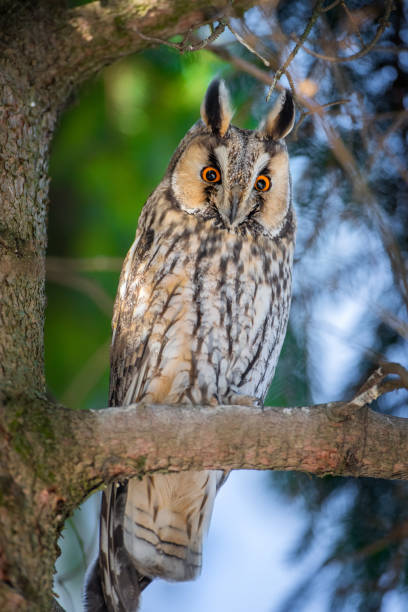 istock Owl sit in a tree and looking on the the camera 1206894513