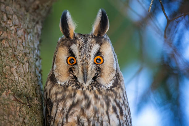 istock Owl sit in a tree and looking on the the camera 1206894514