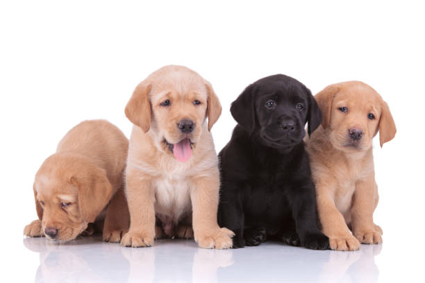 istock labrador retriever dogs panting and looking away sad 1206894565