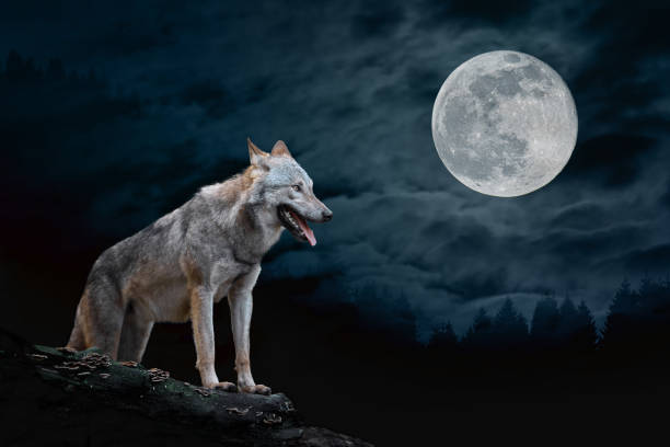 istock Wolf in the background of the moon 1206894573
