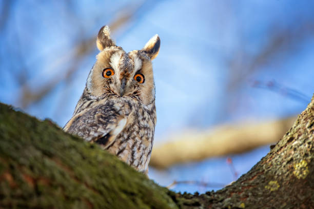 istock Owl sit in a tree and looking on the the camera 1206894700