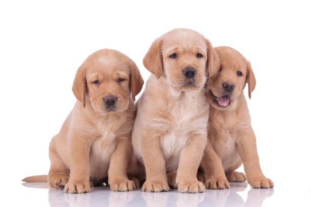 istock labrador retriever dogs cuddling while panting sad 1206894705