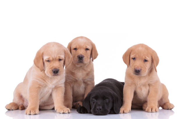 istock labrador retriever dogs looking away and resting head pensive 1206894738