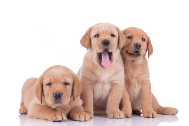 istock labrador retriever dogs sitting and lying down while panting 1206894770