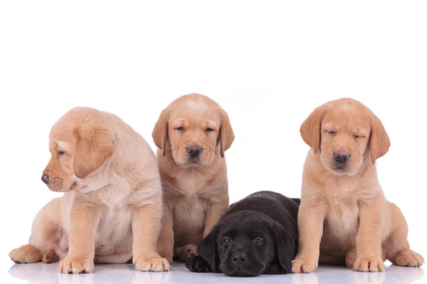 istock labrador retriever dogs looking aside and resting head 1206894793