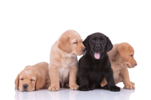 istock labrador retriever dogs panting and looking aside happy 1206894810