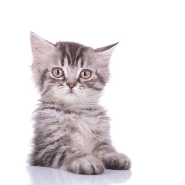 istock Interested British Shorthair cub curiously looking around 1206894824