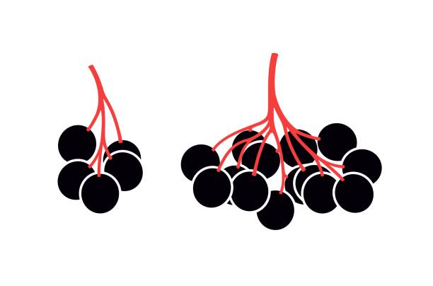 holunder-logo. isolierte holunderaufe auf weißem hintergrund - holunderbeeren stock-grafiken, -clipart, -cartoons und -symbole