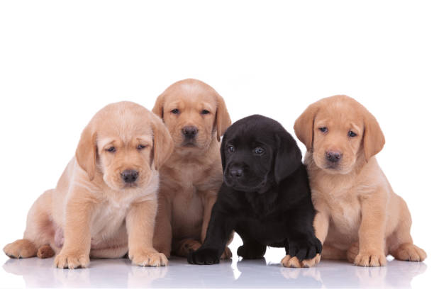 istock labrador retriever dogs sitting and looking away sad 1206894866