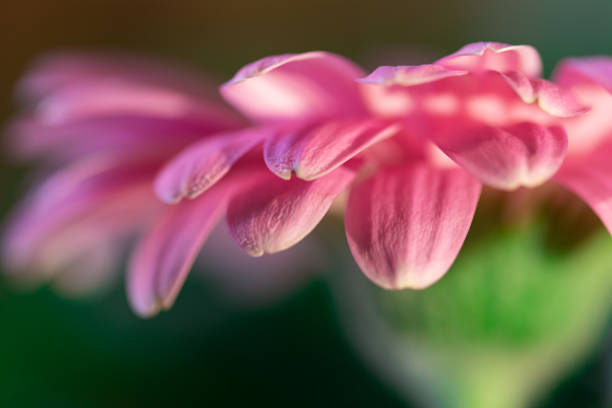 rosa mauve und lila gerbera gänseblümchen blume weiche blütenblätter abstrakte verschwommenen hintergrund makro mit selektiven fokus auf die blütenblatt kanten und blumenstamm - gerbera daisy stem flower head pink stock-fotos und bilder