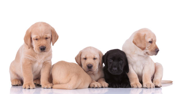 istock labrador retriever dogs looking away and hiding from camera 1206894919