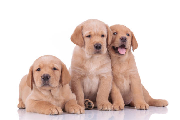 istock labrador retriever dogs sitting and lying down while panting 1206894983