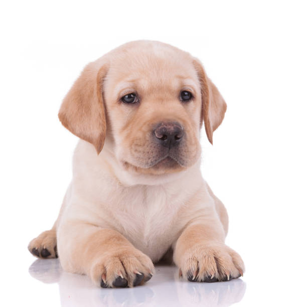 istock labrador retriever dog lying down and looking away 1206894994