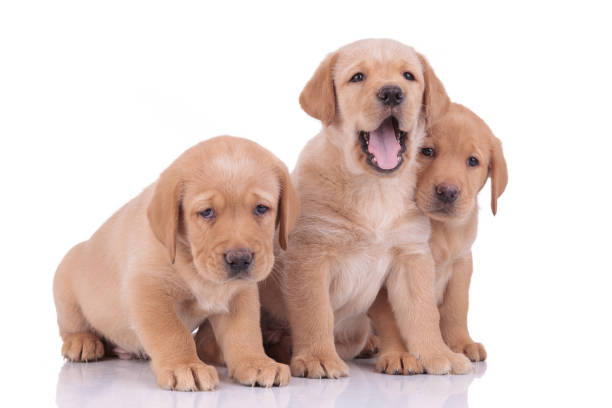 istock labrador retriever dogs yawning and cuddling sad 1206895068