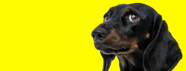 adorable little dachshund looking up to side like its listening adorable little teckel looking up to side like its listening on yellow background side eye expression stock pictures, royalty-free photos & images