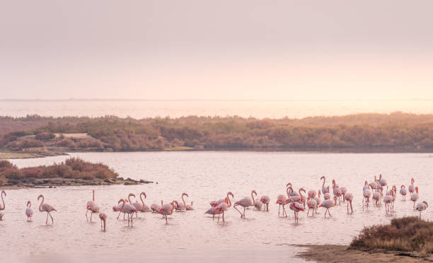 большая группа фламинго в природном парке эбро дельта. - group of animals animal bird flamingo стоковые фото и изображения