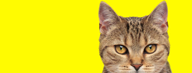 istock cool beautiful cat on yellow background 1206895747