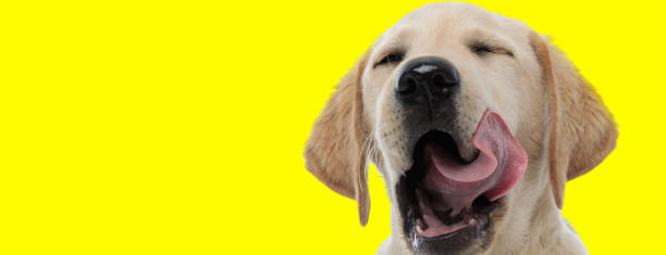 istock funny labrador retriever licking its nose with eyes closed 1206895809