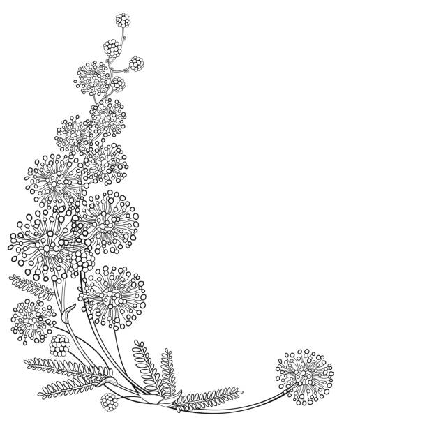 Vector corner bouquet of outline Mimosa or Acacia dealbata or silver wattle flower and leaves in black isolated on white background. Vector corner bouquet of outline Mimosa or Acacia dealbata or silver wattle flower and leaves in black isolated on white background. Bunch of ornate Mimosa in contour style for spring coloring book. wattle flower stock illustrations