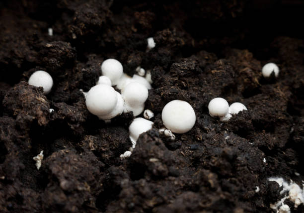 istock Button mushrooms in the ground 1206898350