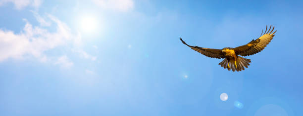 istock Horizontal nature banner. Nature background. 1206899255