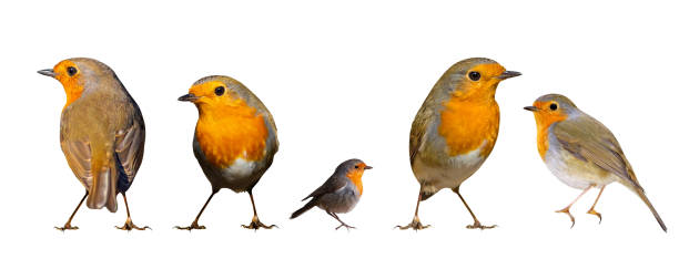 istock Isolated bird set. White background. Birds: Robin. 1206900679