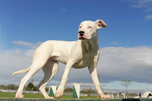 puppy argentine dogo portrait of a purebred puppy argentinian dog on a blue sky dogo argentino stock pictures, royalty-free photos & images