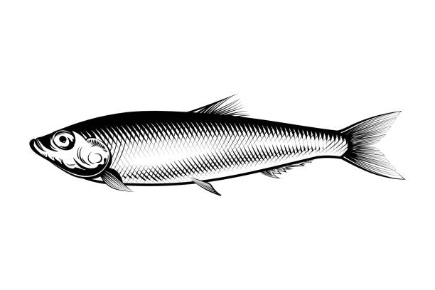 Sprat fish Sprat fish ink illustration. Small fish of herring family vector. fishing bait illustrations stock illustrations