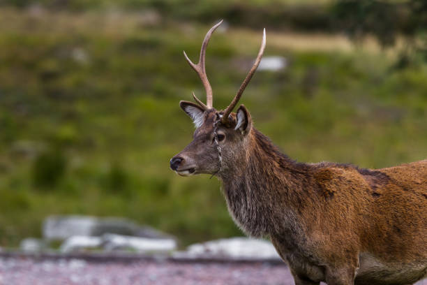 istock stag in the Scottish Highlands 1206902726