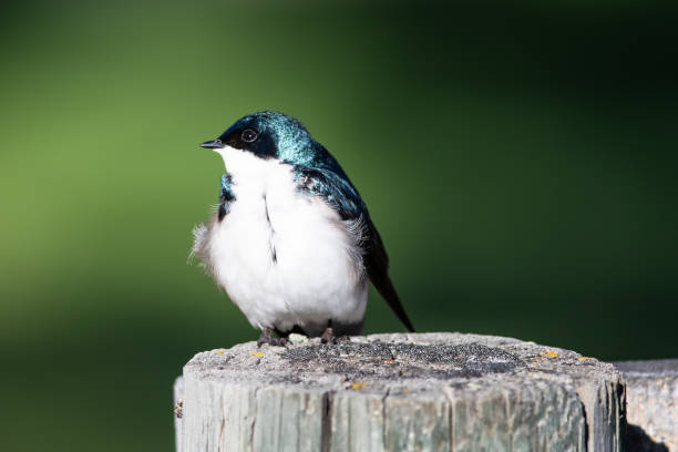 istock Tree Swallow Perched on an Old Weathered Wooden Fence Post 1206903801