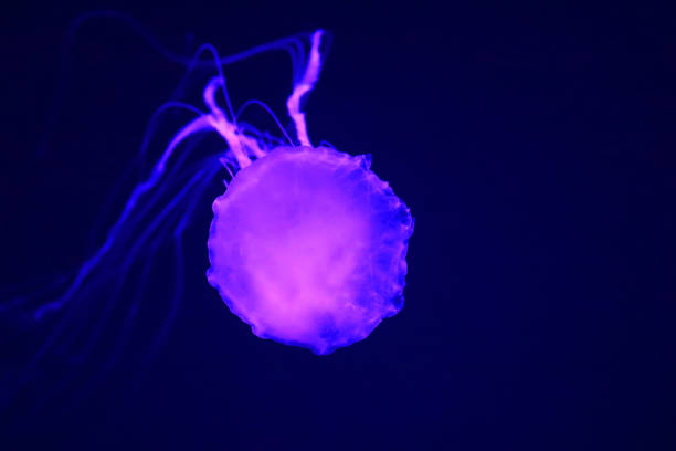 a urtiga do pacífico chrysaora fuscescens , ou urtiga do mar da costa oeste, é um escyphozoan plânctônico comum que vive no oceano pacífico oriental do canadá ao méxico - scyphozoan - fotografias e filmes do acervo