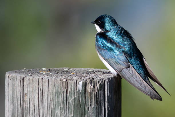 istock Spunky Little Tree Swallow Perched atop a Weathered Wooden Post 1206903814