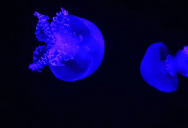 Cannonball jellyfish Stomolophus meleagris , also known as the cabbagehead jellyfish, is a species of jellyfish in the family Stomolophidae