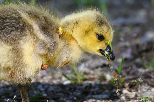 istock Newborn Gosling Learning to Search for Food 1206903963