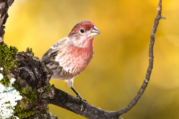 istock House Finch Perched on an Autumn Branch 1206904013