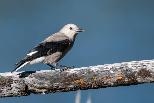 istock Clark's Nutcracker Perched on a Weathered Wooden Fence 1206904312