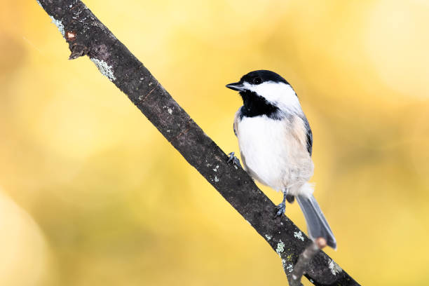 istock Carolina Chickadee Perched on an Autumn Branch 1206904336