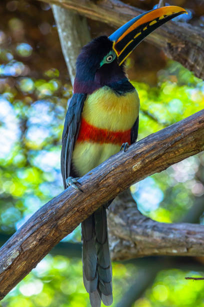 istock Green Aracari in Colombia 1206905289