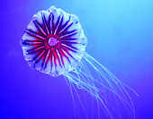 Japanese sea nettle Chrysaora pacifica is a jellyfish in the family Pelagiidae