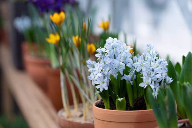 istock Magic light blue hyacinths potted on wooden background with a copy space, selective focus 1206906096
