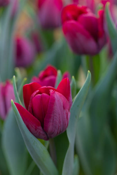 istock Colorful vivid fresh tulips flowerscape background, selective focus 1206906125