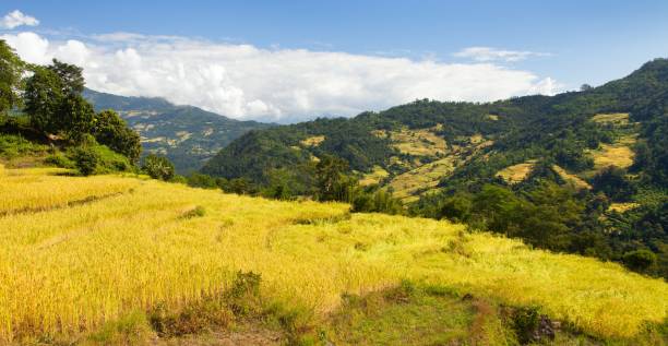 istock rice or paddy fields in Nepal Himalayas mountains 1206906809