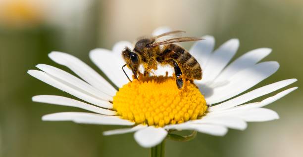 istock bee or honeybee on white flower of common  daisy 1206906982