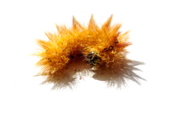Bright orange furry caterpillar on a white background, close up.