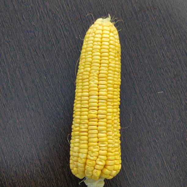 istock Single ear of raw corn with dark background. 1206907299