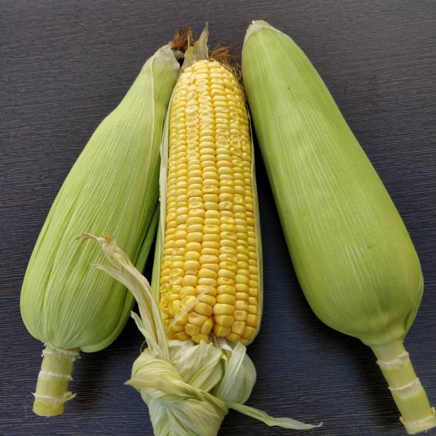 istock Three ears of corn two with husk on and one with half husk removed and half removed till stem and collected there with dark background. 1206907346