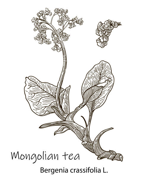 Badan. Bergenia crassifolia. Hand drawn Sketch Vector Illustration. Botanical plant illustration. Vintage medicinal herb sketch. Badan. Bergenia crassifolia. Hand drawn Sketch Vector botanical Illustration. Botanical plant illustration. Vintage medicinal herb sketch. elephant ear plant stock illustrations
