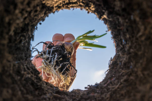 цветочные луковицы высаживают в землю весной - under the surface стоковые фото и изображения