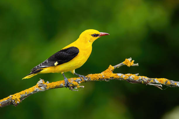 male adult golden oriole, oriolus oriolus, on a moss covered twig in summer - passerine imagens e fotografias de stock